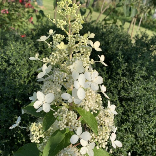 Hydrangea paniculata 'Tardiva' - Aedhortensia 'Tardiva' C5/5L